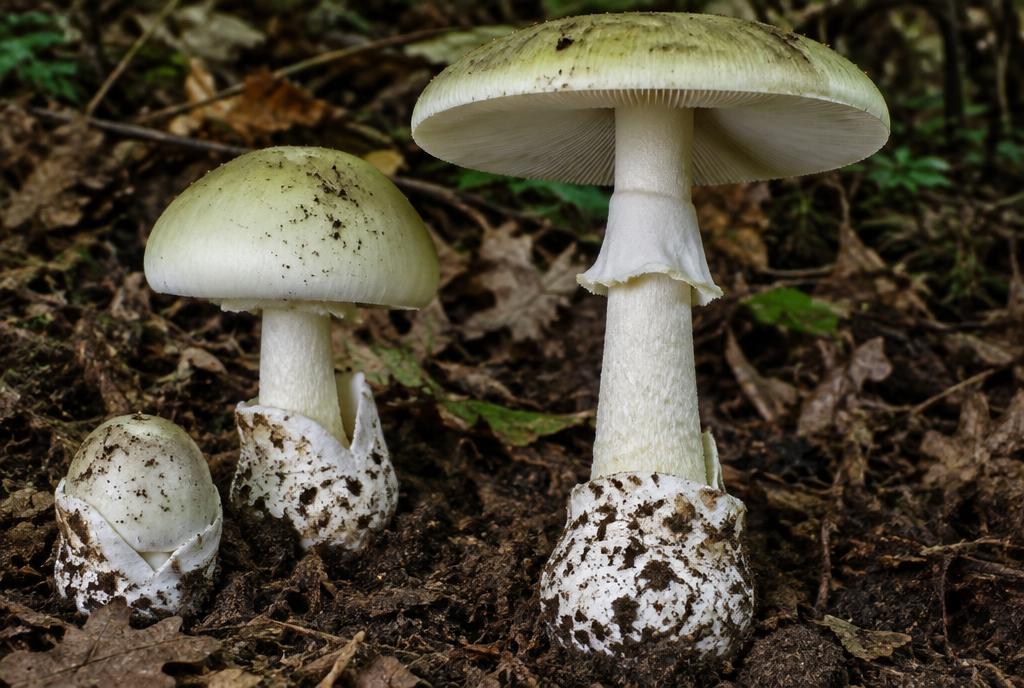 Death Cap Mushroom (Amanita phalloides (group))
