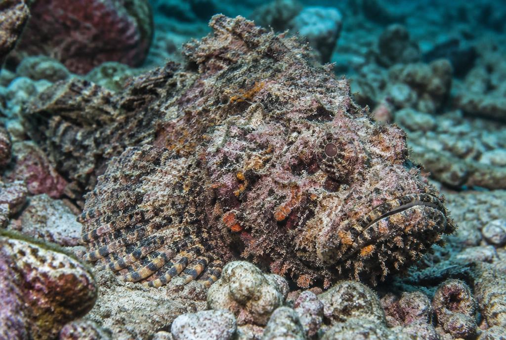 Stonefish (Synanceia verrucosa) found in Phuket, Thailand