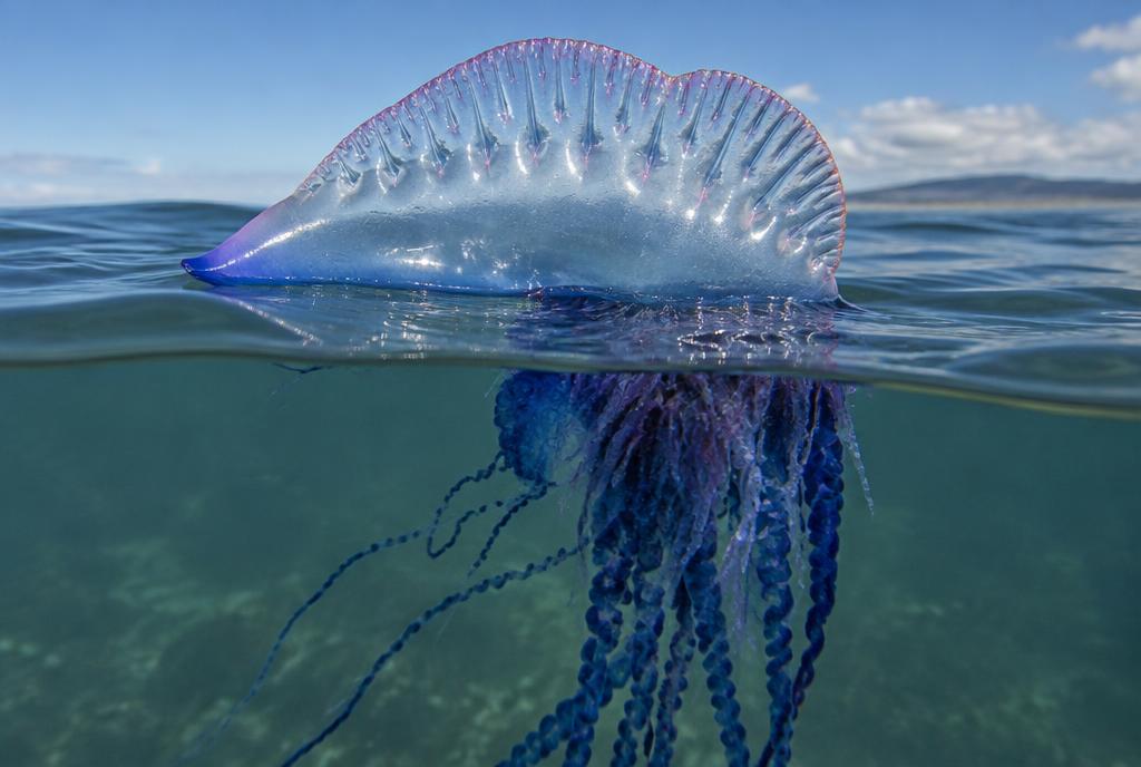 Portuguese Man o' War (Physalia physalis)