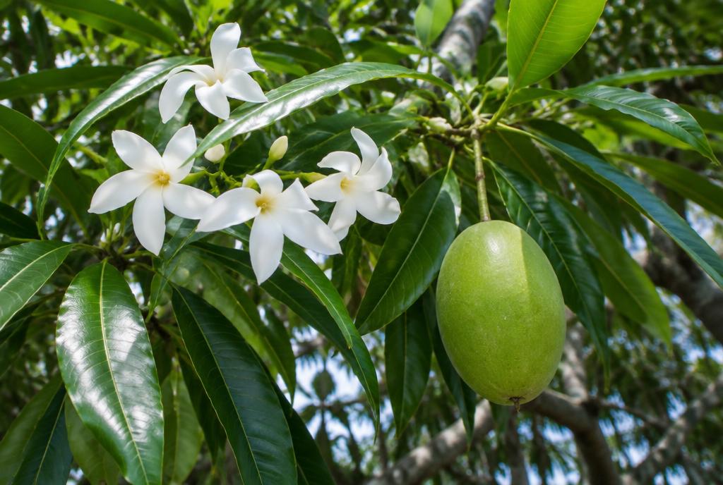 Manchineel-like Toxic Tree (Pong-pong) (Cerbera odollam)