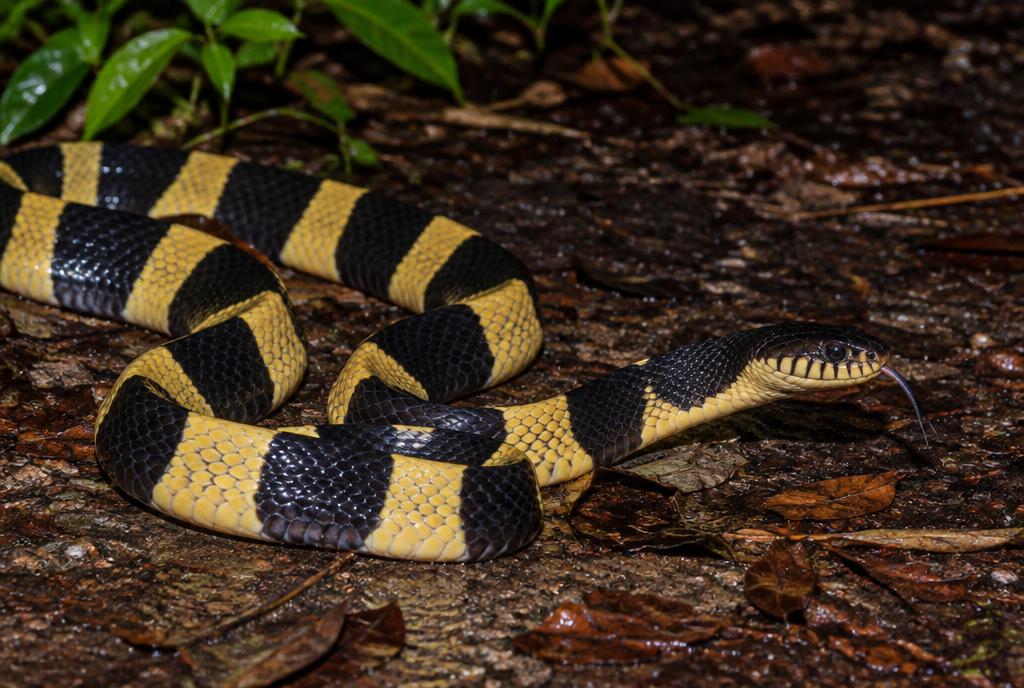 Banded Krait (Bungarus fasciatus) found in Chiang Mai, Thailand