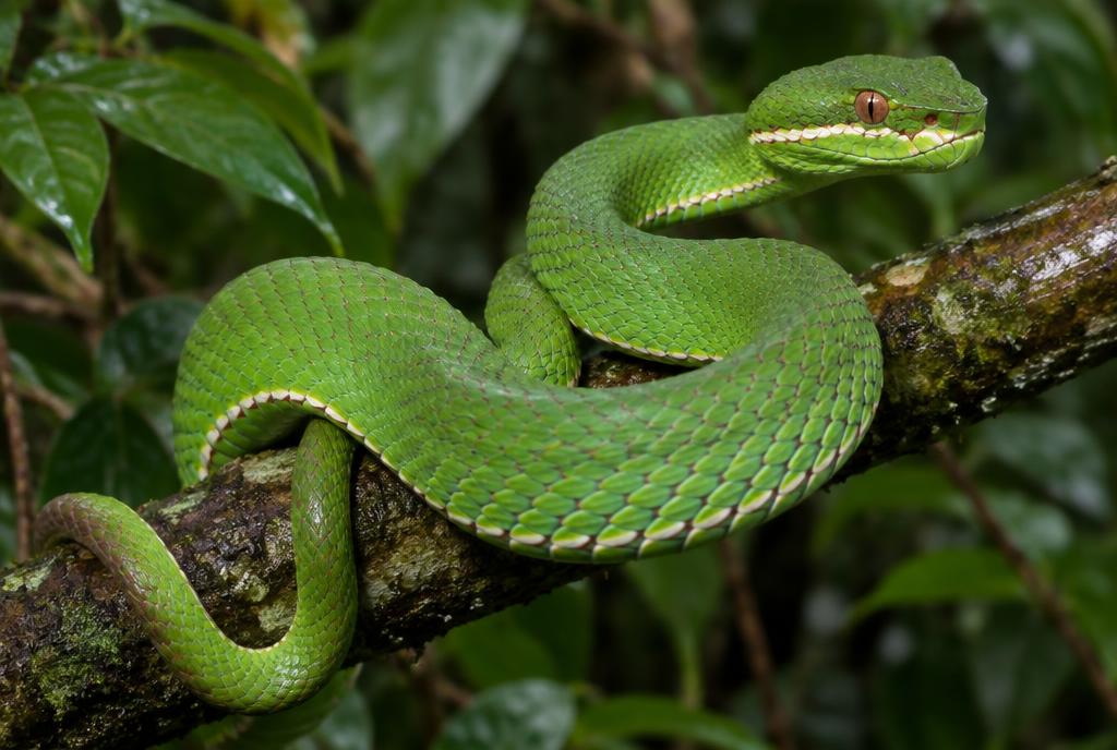 White-lipped Pit Viper (Trimeresurus albolabris) found in Chiang Mai, Thailand