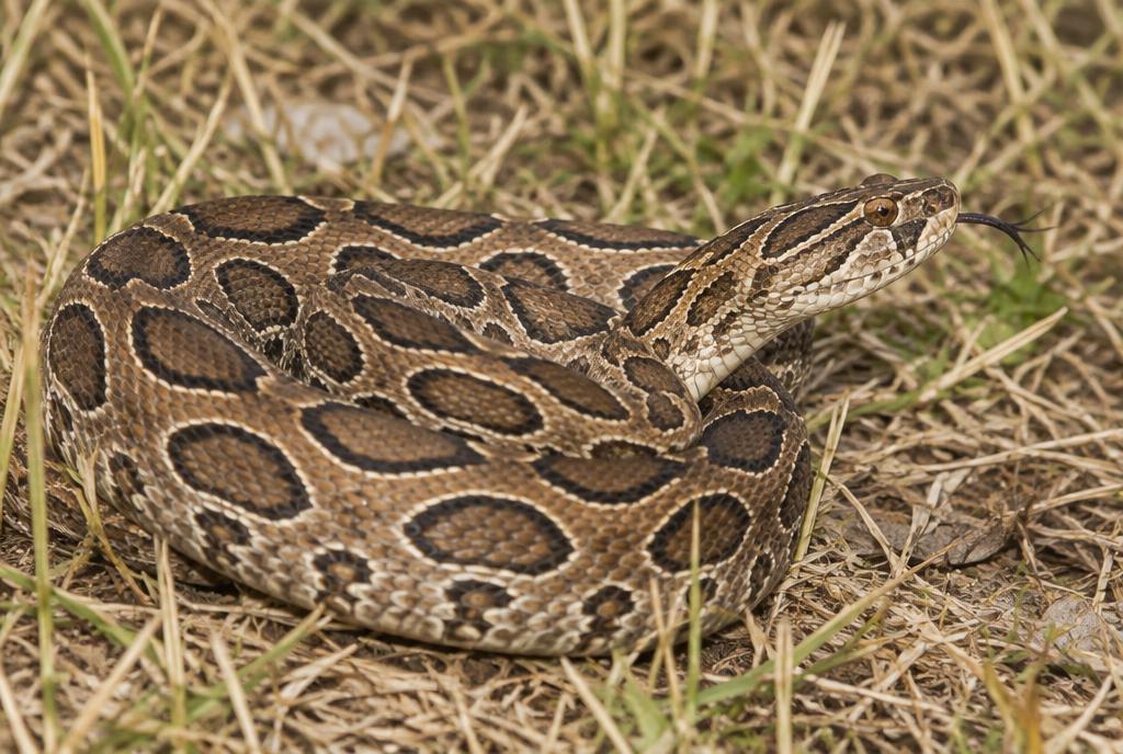 Russell's Viper (Daboia siamensis) found in Bangkok, Thailand