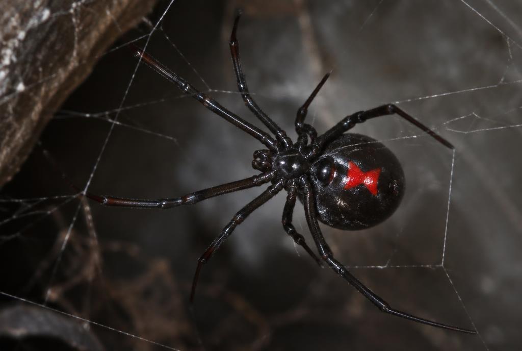 Redback / Widow Spider (Latrodectus spp.)