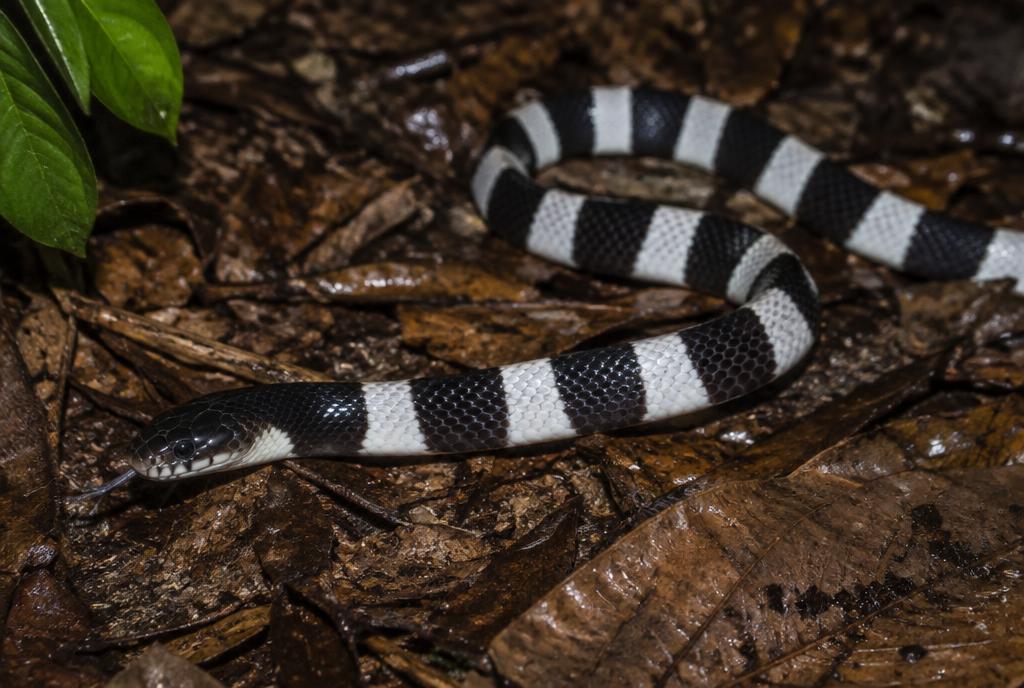 Malayan Krait (Bungarus candidus) found in Bangkok, Thailand