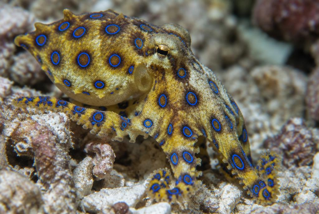 Blue-ringed Octopus (Hapalochlaena spp.)