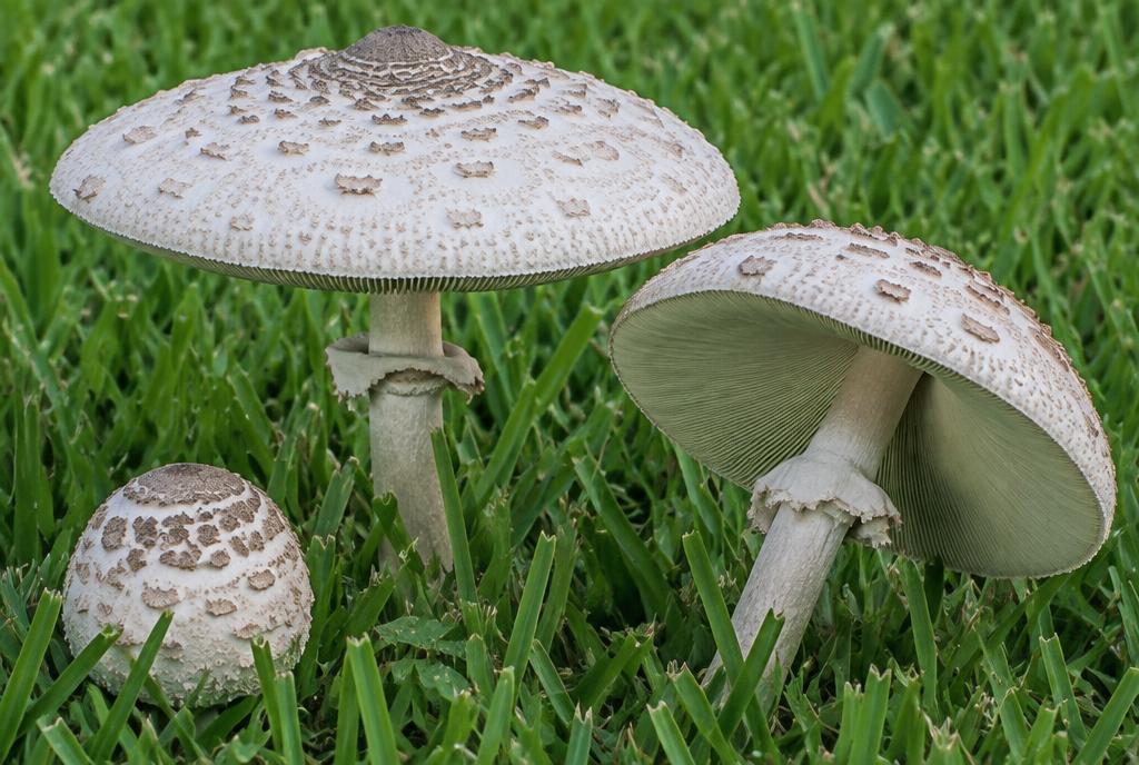False Parasol Mushroom (Chlorophyllum molybdites)
