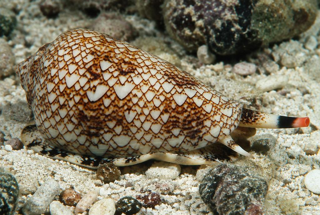 Geography Cone Snail (Conus geographus)
