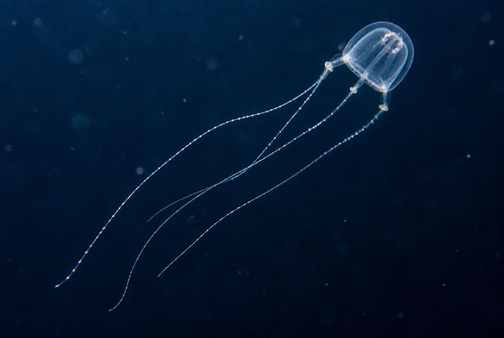 Irukandji Jellyfish (Carukia barnesi)